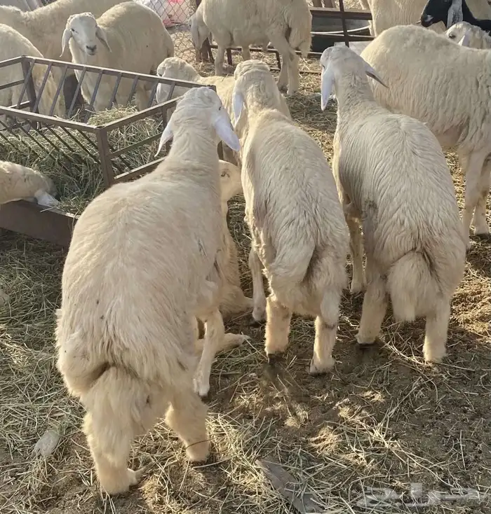 طليان حريه سواكن تربيه نظيفه من كل شيء شامل الذبح والتوصيل 8