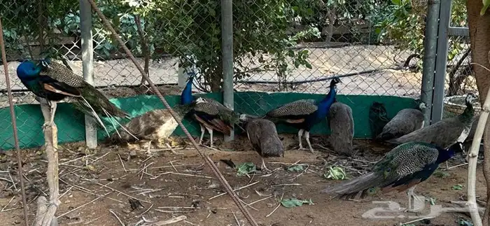 مجموعه طاووس للبيع 2