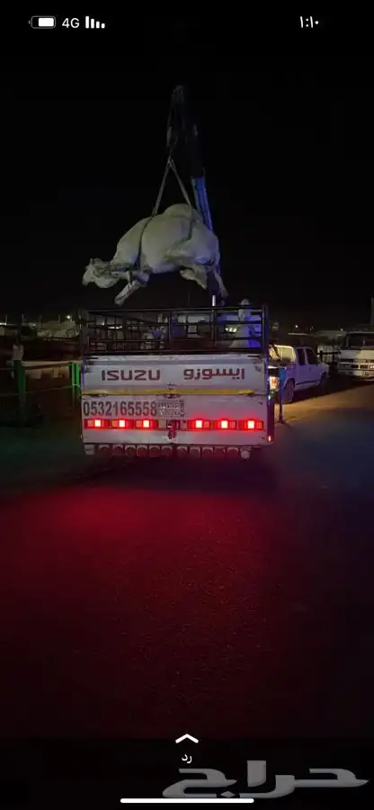 دينات ونش لنقل الابل ثادق حريملا رغبا الحسي البير 1