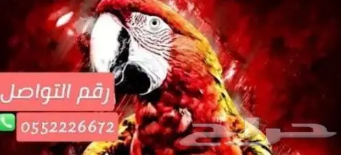 ترويض توليف وفندقه وعياده تحليل الجنس واحجال 7