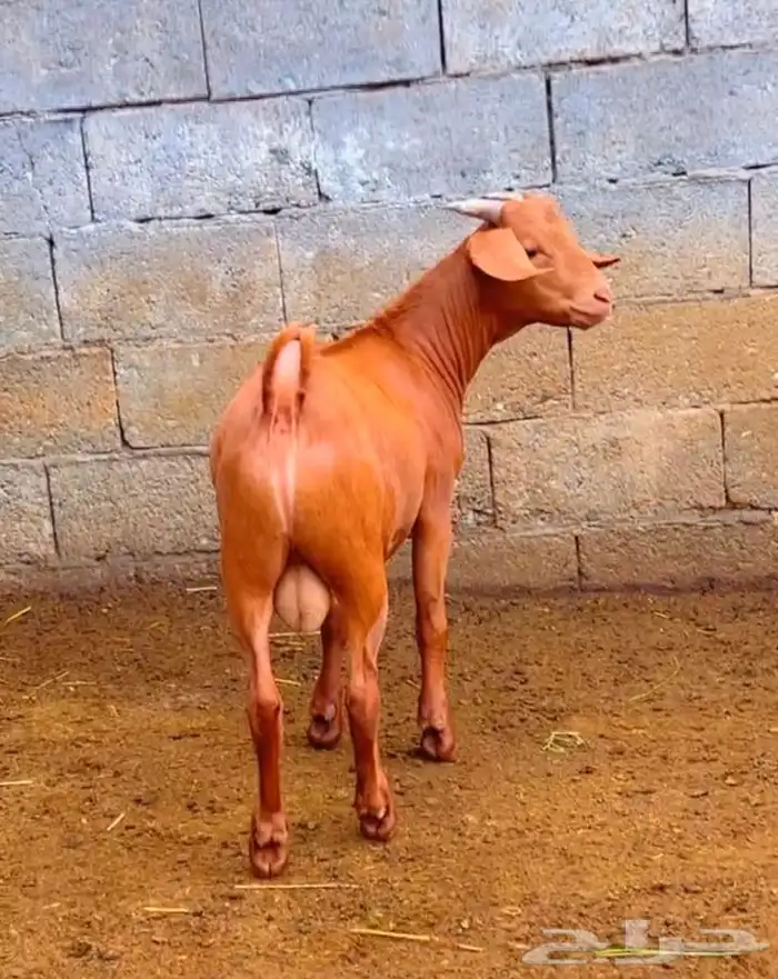 كلهاري تم البيع 3