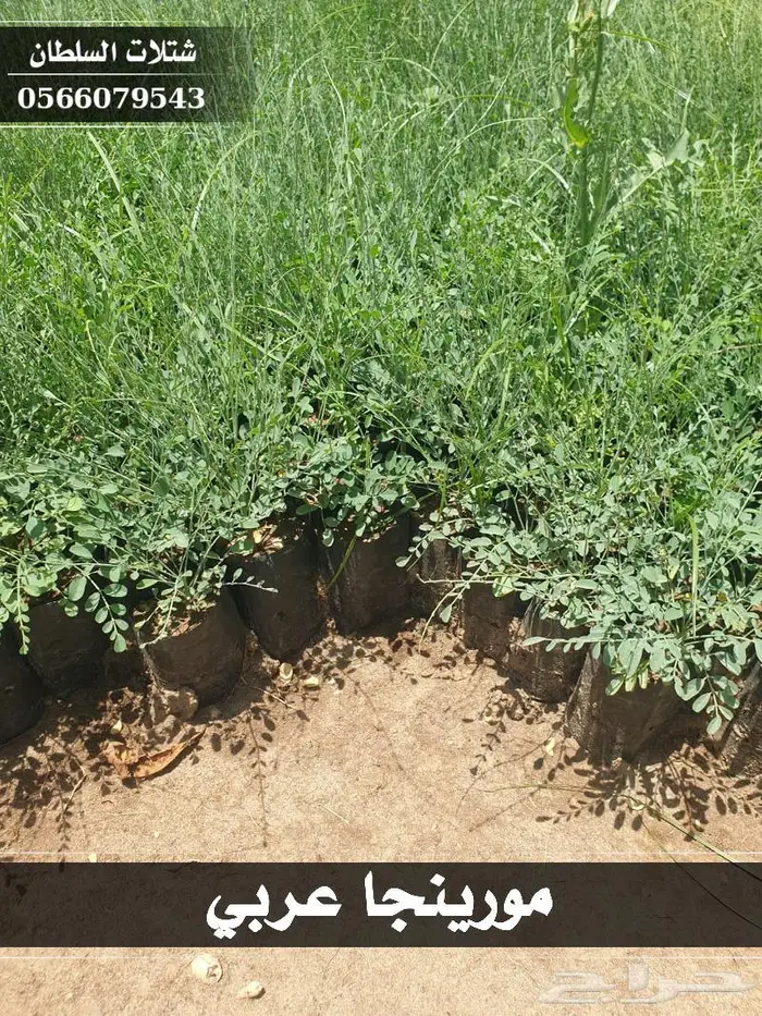 السعر الاقتصادي لشراء الشتلات 68
