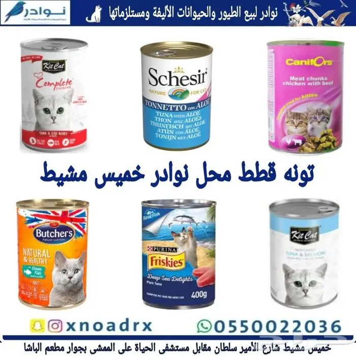طيور زينة للبيع محل نوادر خميس مشيط 19
