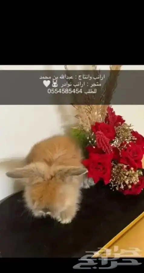 ارانب 11