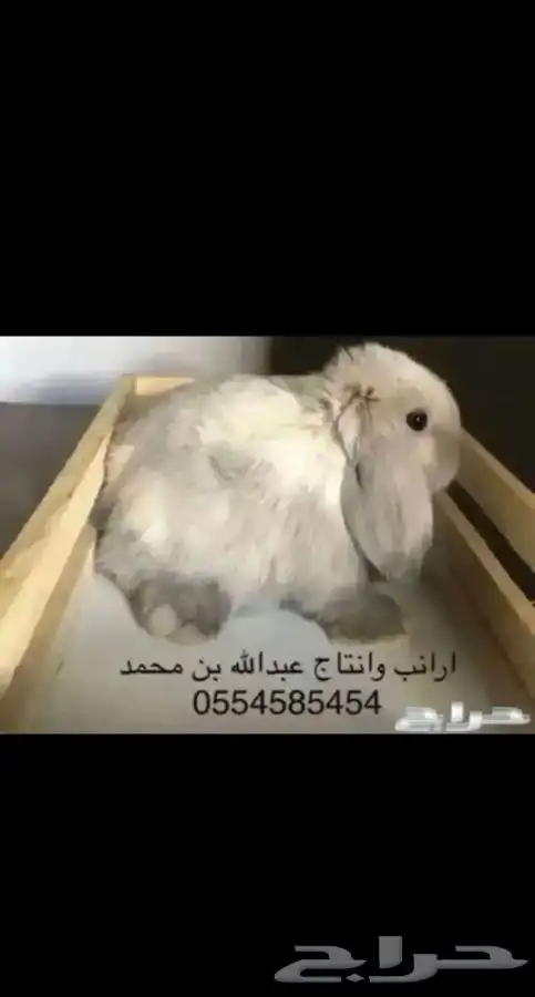 ارانب 1
