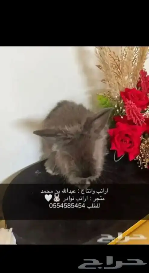 ارانب 10