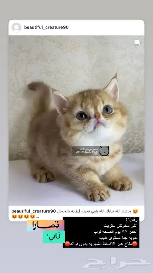 سكوتش فولد سكوتش ستريت كيتن قطط قطوه قطه قط قطط بسه هملايا 1