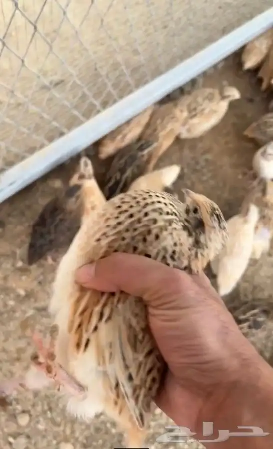 سمان فري كريمي اوربي 1