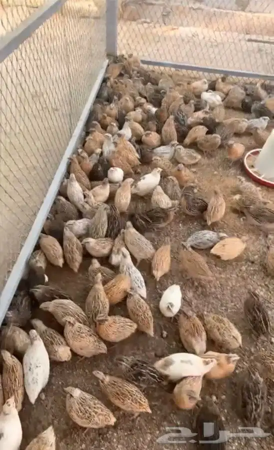 سمان فري كريمي اوربي 0