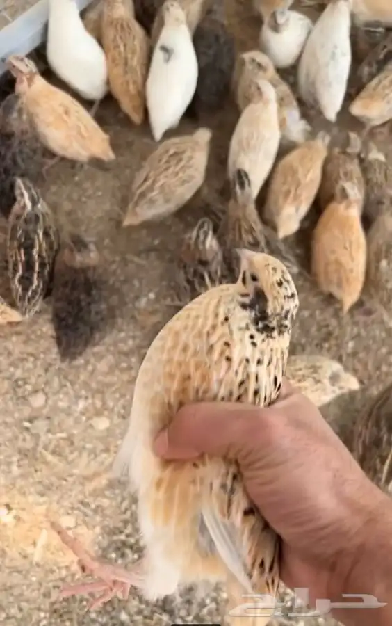 سمان فري كريمي اوربي 2