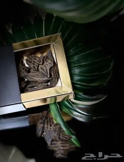 عود تايقر 2