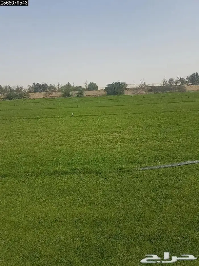انجيله وعشب طبيعي فاخر وسعر مناسب 5