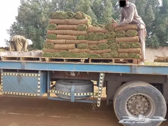 انجيله وعشب طبيعي فاخر وسعر مناسب 1