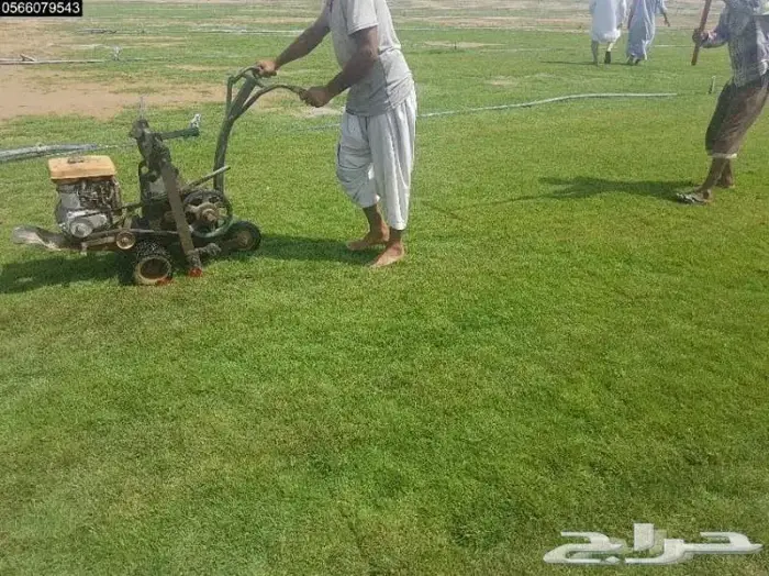 انجيله وعشب طبيعي فاخر وسعر مناسب 2