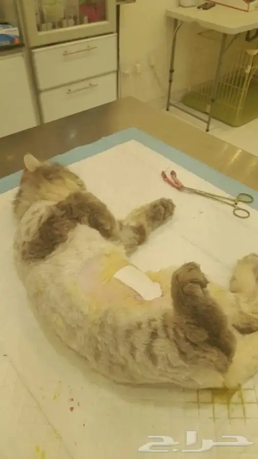 فندقه تعقيم او اخصاء قطط يوجد تقسيط تابي وتمارا 0