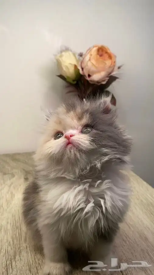 9 قطط للبيع كاليكو بيكي فيس هملايا شيرازي بيرشن سكوتش فولد 0