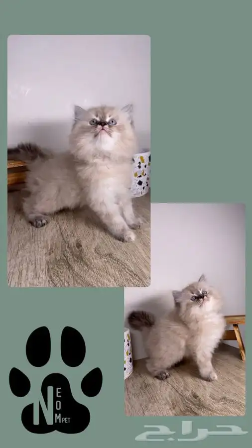 9 قطط للبيع كاليكو بيكي فيس هملايا شيرازي بيرشن سكوتش فولد 5