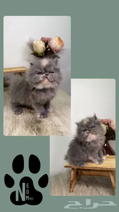 9 قطط للبيع كاليكو بيكي فيس هملايا شيرازي بيرشن سكوتش فولد 2