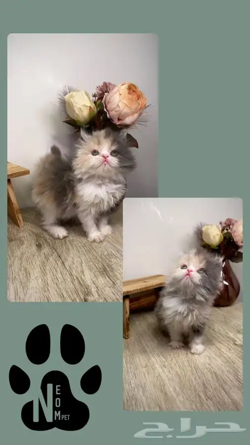 9 قطط للبيع كاليكو بيكي فيس هملايا شيرازي بيرشن سكوتش فولد 1