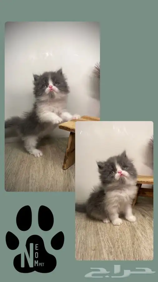9 قطط للبيع كاليكو بيكي فيس هملايا شيرازي بيرشن سكوتش فولد 3
