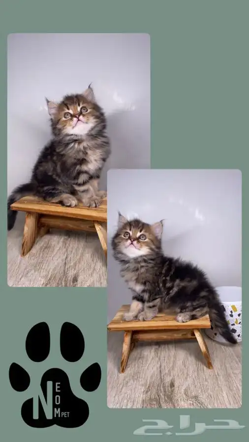 9 قطط للبيع كاليكو بيكي فيس هملايا شيرازي بيرشن سكوتش فولد 9