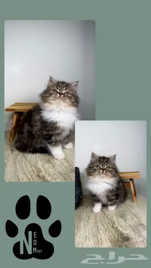 9 قطط للبيع كاليكو بيكي فيس هملايا شيرازي بيرشن سكوتش فولد 8