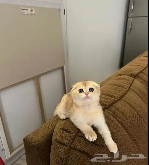 فندقة قطط فندقه ولاده قطط و فندقه تعقيم او اخصاء القطط 0