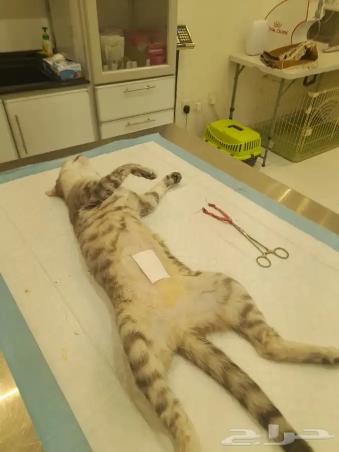 فندقه تعقيم او اخصاء قطط يوجد تقسيط تابي وتمارا 1