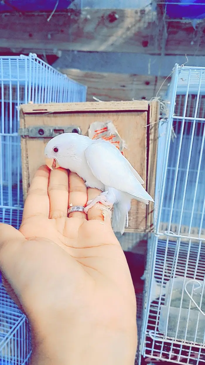 فرخ روز البينو 0