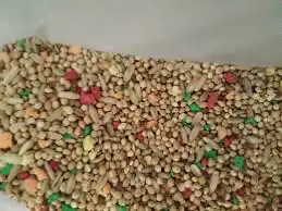 اكل علف يادجي كناري كروان حمام دجاج طيور روز 0