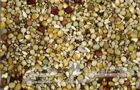 اكل علف يادجي كناري كروان حمام دجاج طيور روز 2