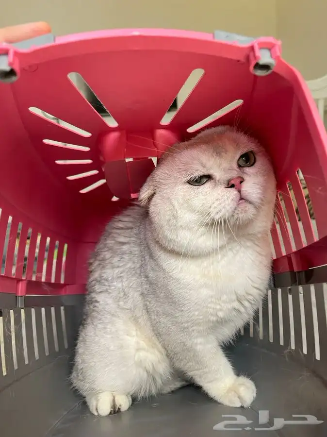 ذكر سكوتش فولد. سلفر 1