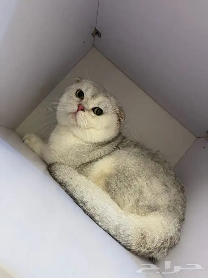 ذكر سكوتش فولد. سلفر 2