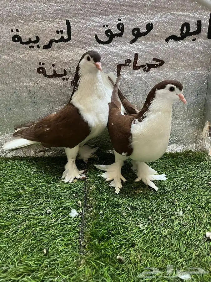 حمام شيرازي لاهوري 2