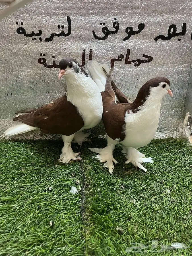 حمام شيرازي لاهوري 7