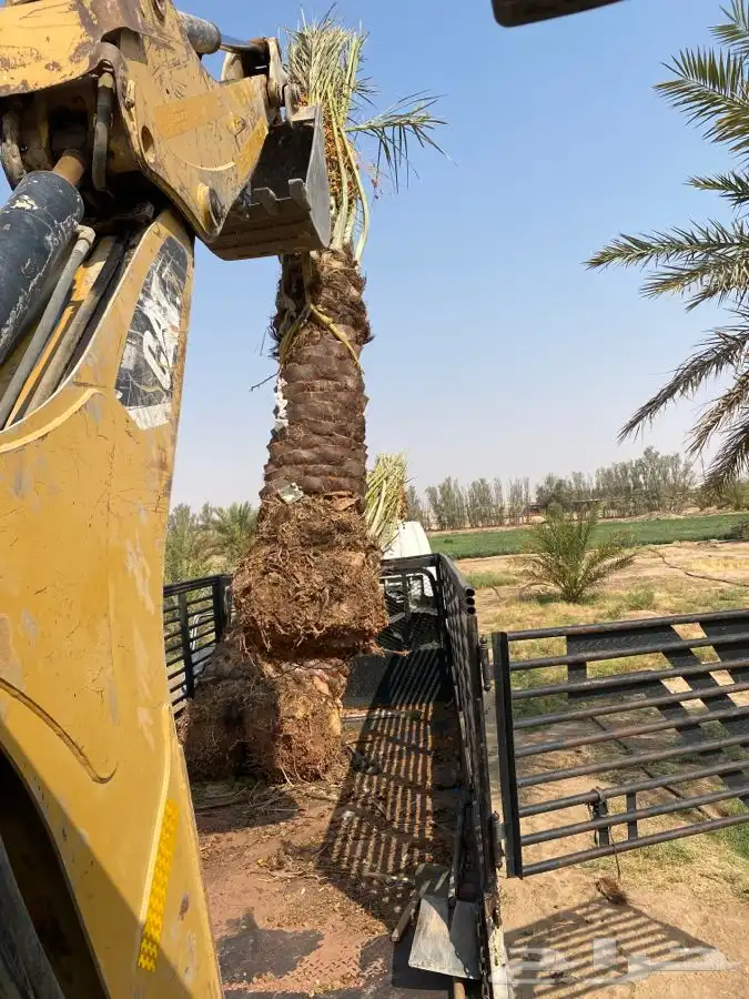 للإيجار ( عرجا جي سي بي jcb ) 3