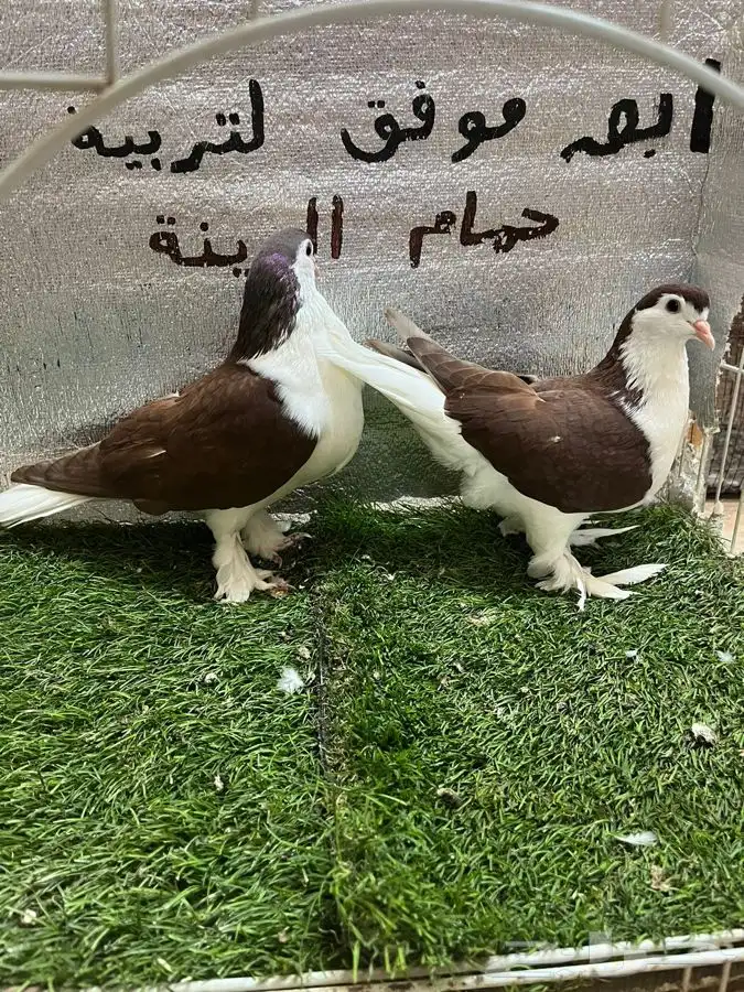حمام شيرازي لاهوري 6