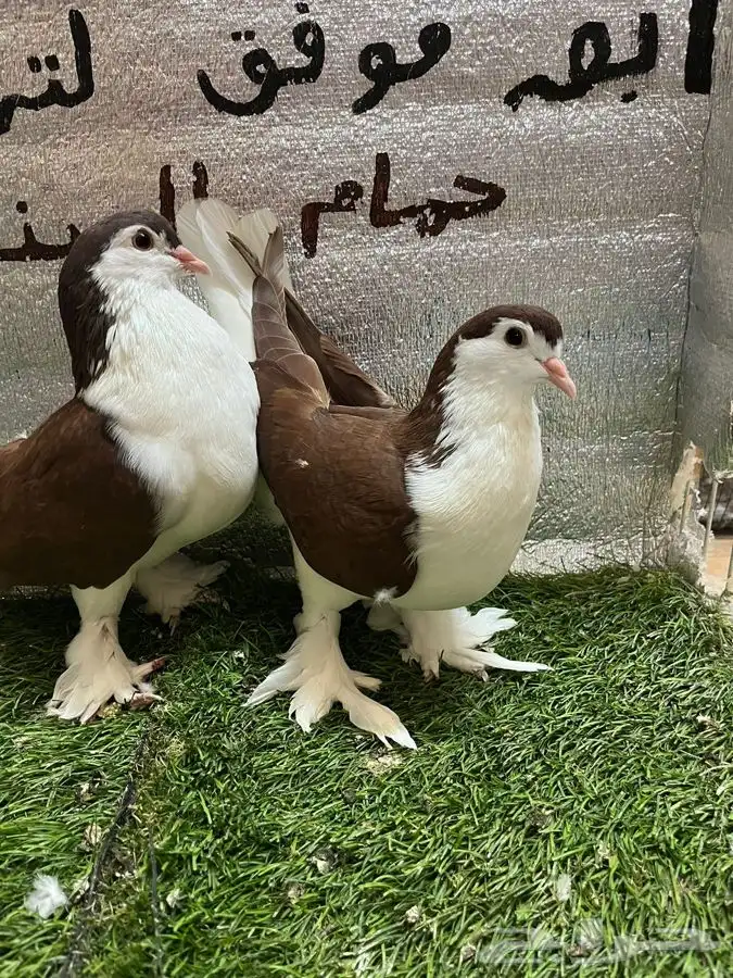 حمام شيرازي لاهوري 4