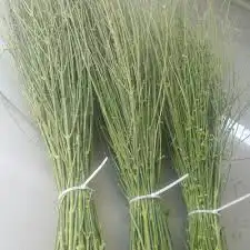 مرخ اخضر بلدي جنوبي 1