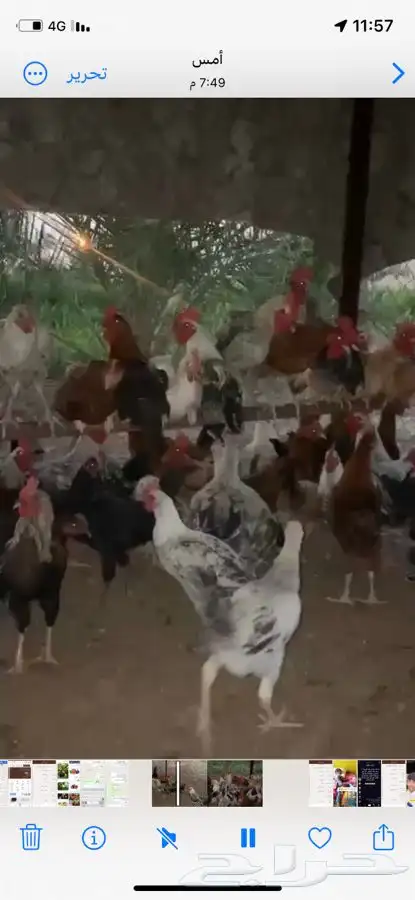 ديكة بلدي مذبوح علي الطلب 1
