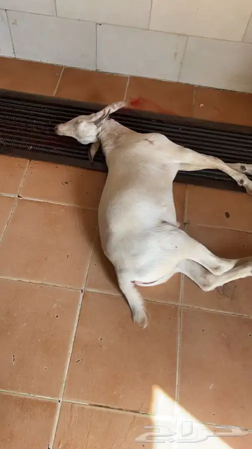 ذبايح وطليان حريه افضل وأجود الذبايح نضمن لك ذبيحتك 7