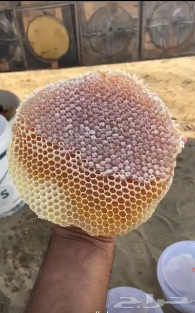 عسل جبلي جديد صافي من منحلي شخصي ا خالي من التغذيه 17