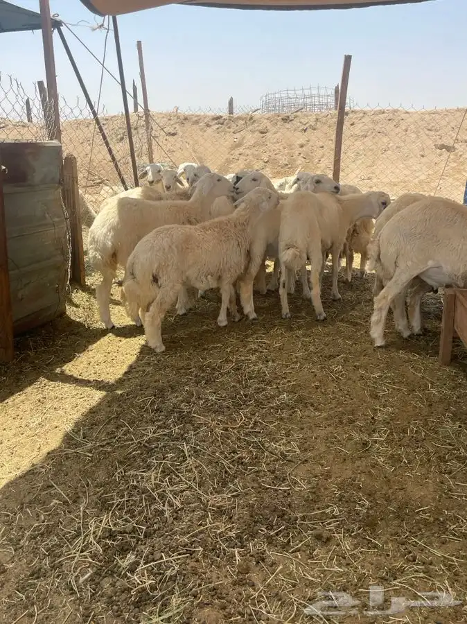 ذبايح وطليان حريه افضل وأجود الذبايح نضمن لك ذبيحتك 4