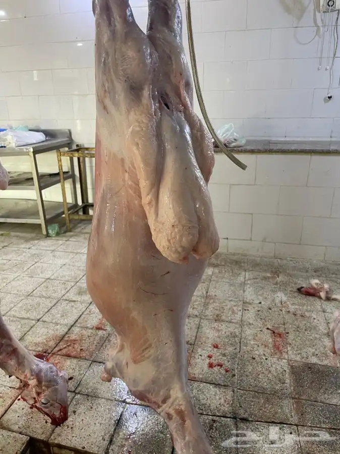 ذبايح وطليان حريه افضل وأجود الذبايح نضمن لك ذبيحتك 2