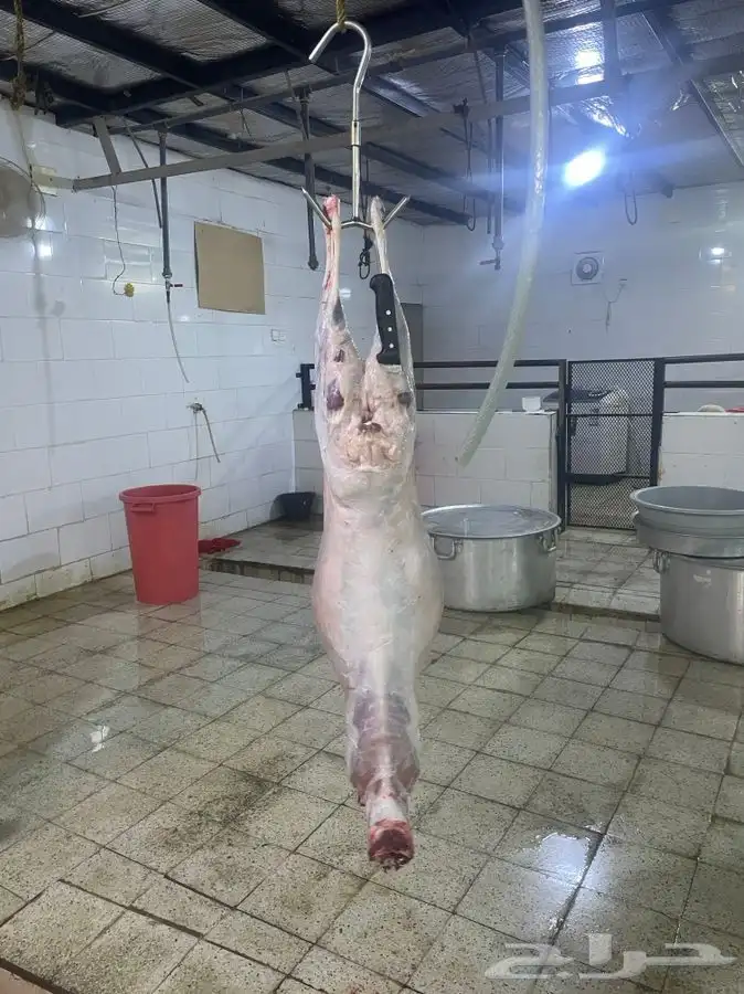 ذبايح وطليان حريه افضل وأجود الذبايح نضمن لك ذبيحتك 8