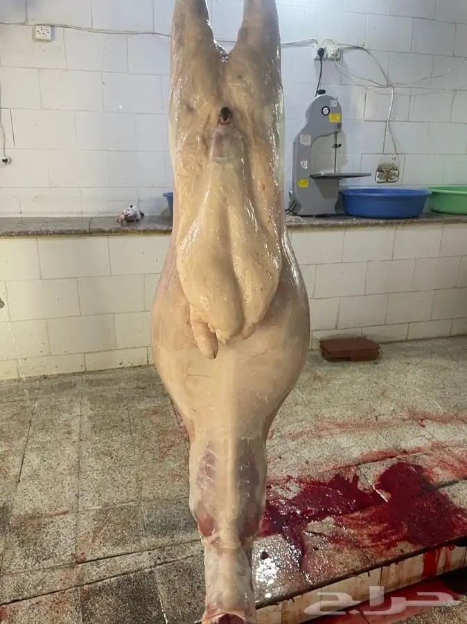 ذبايح وطليان حريه افضل وأجود الذبايح نضمن لك ذبيحتك 3