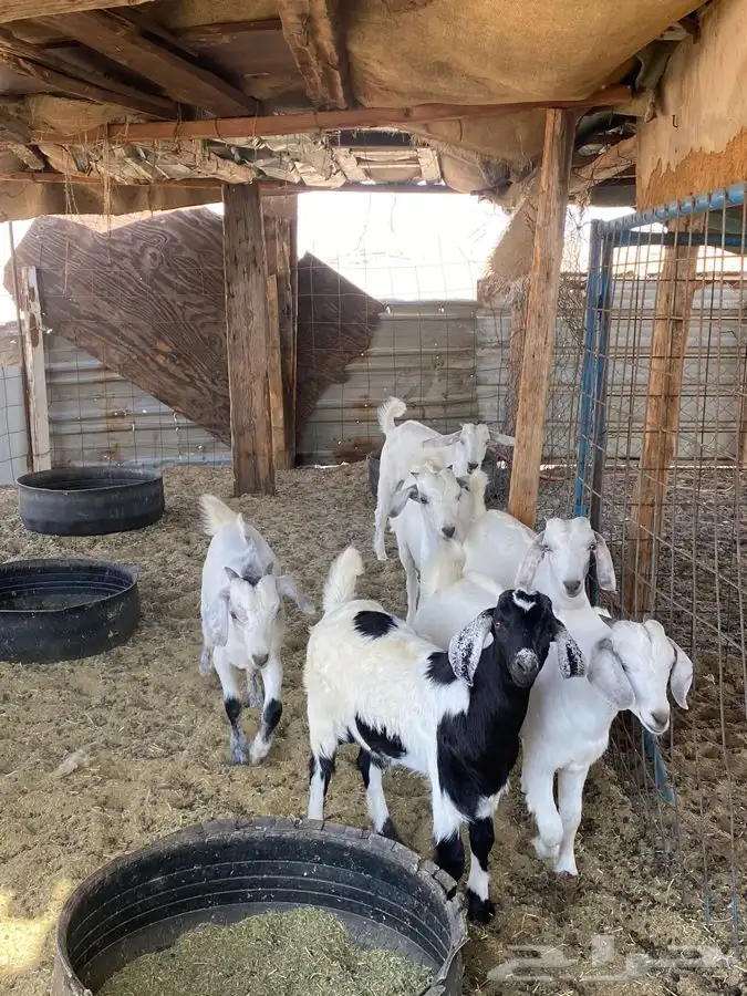 ذبايح وطليان حريه افضل وأجود الذبايح نضمن لك ذبيحتك 5