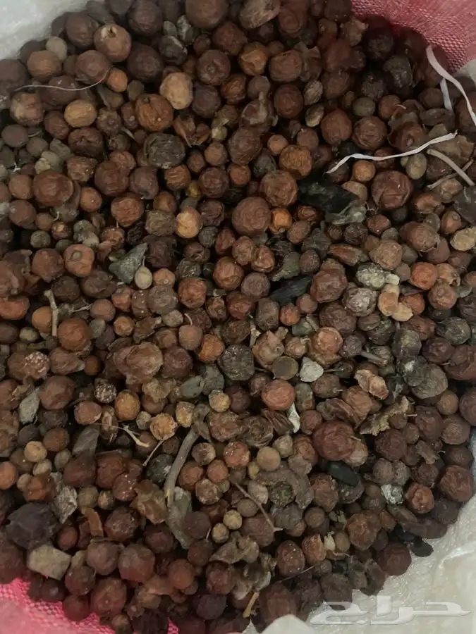 بذور سدر بلدي غير مقشر الكيلو 50 ريال 0