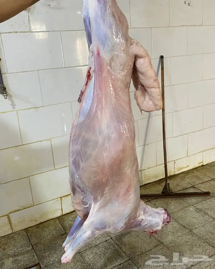 ذبايح طليان حري ذبح توصيل لباب بيتك نضمن لك الجودة والنظافة 6