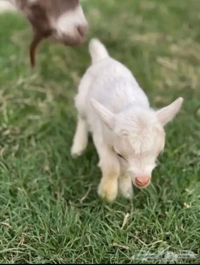 الماعز القزم شامل القفص 15